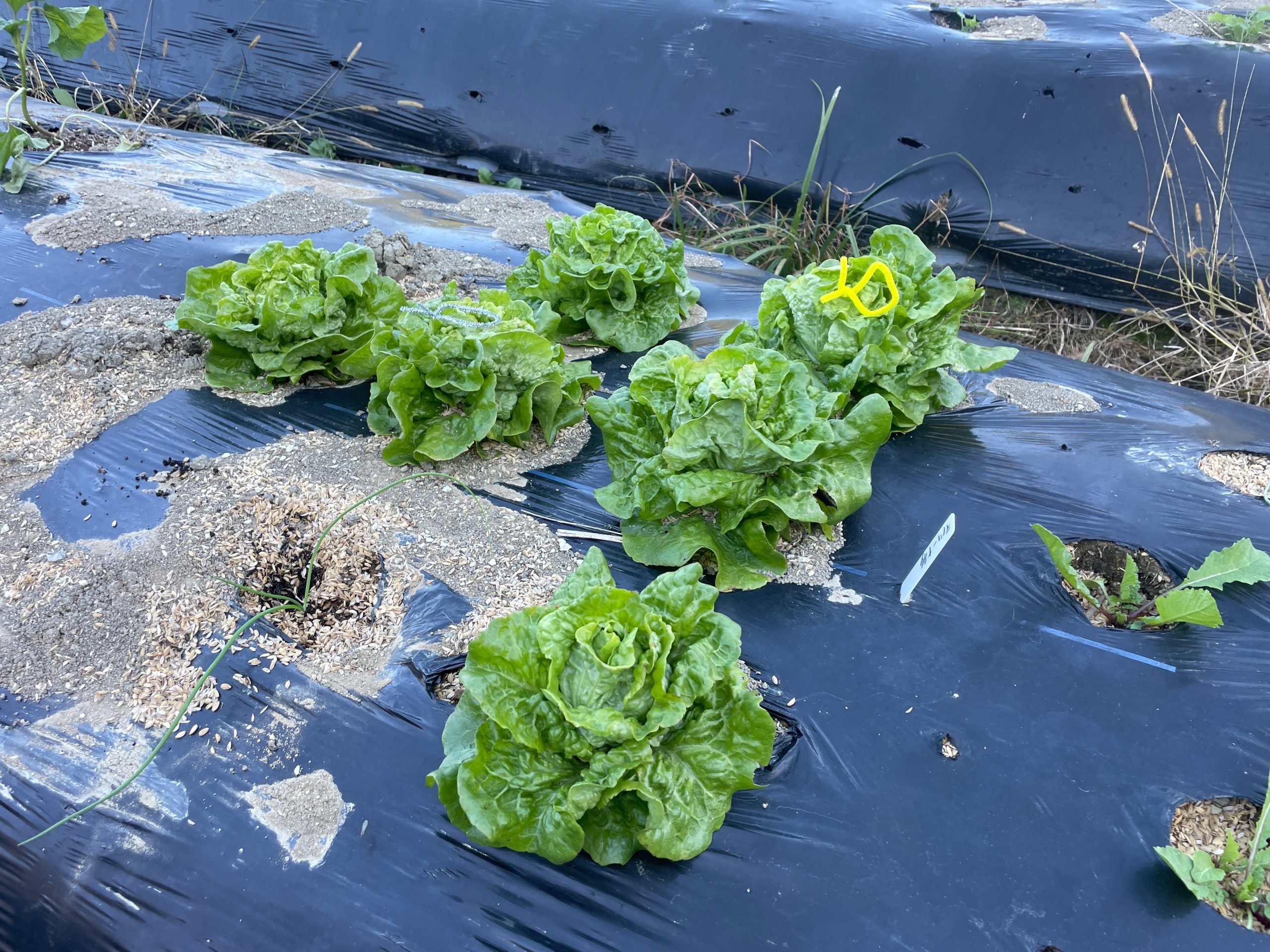 １２月は野菜が豊富な時期です。