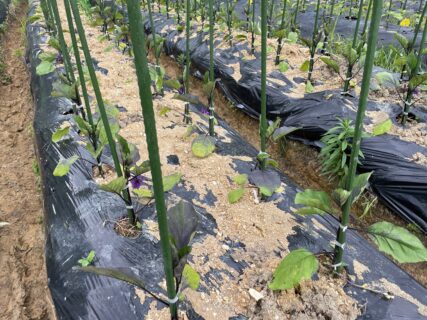 夏野菜の苗植えも進んでいます。