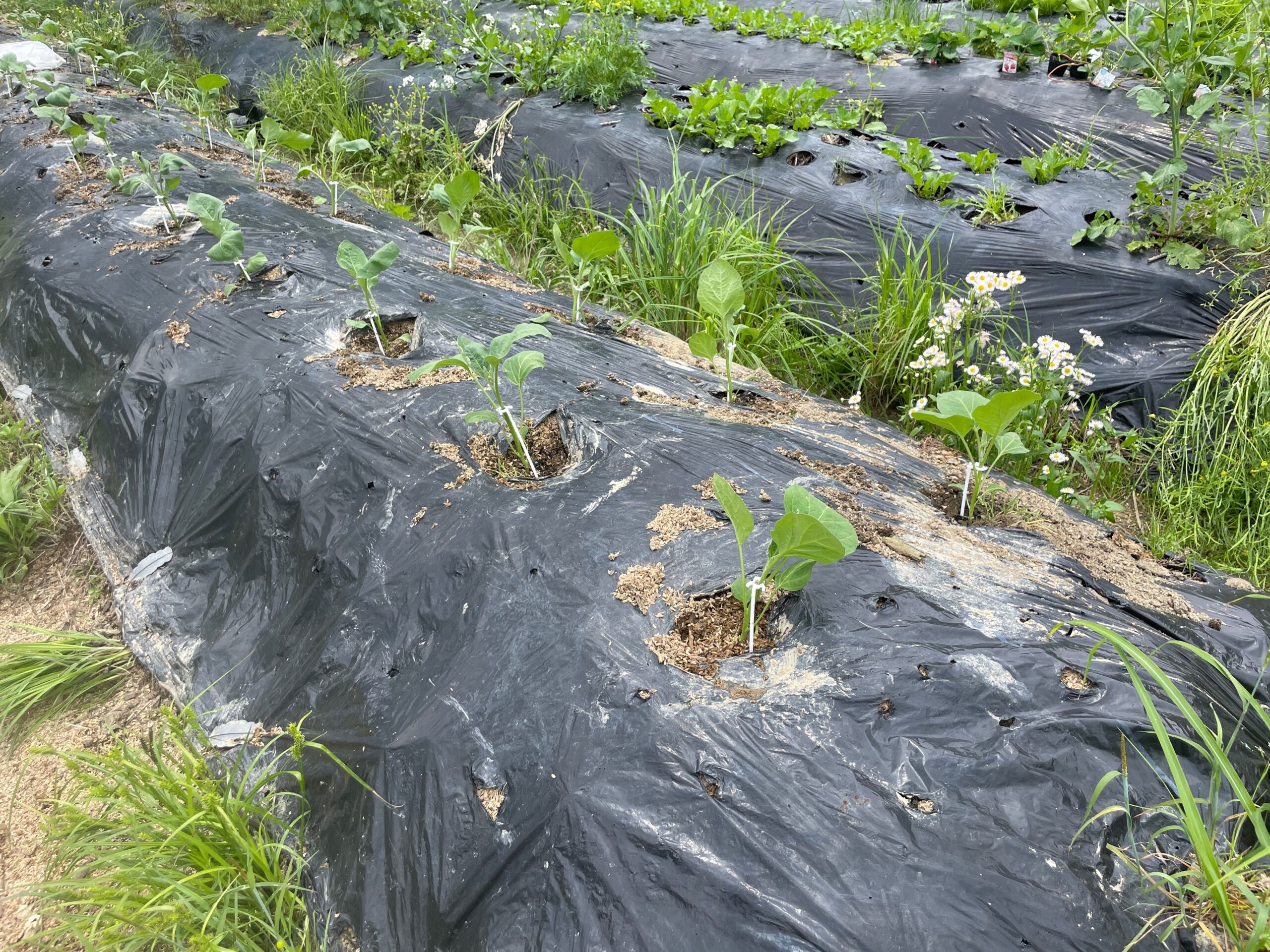 夏野菜の畑への定植も始まりました。