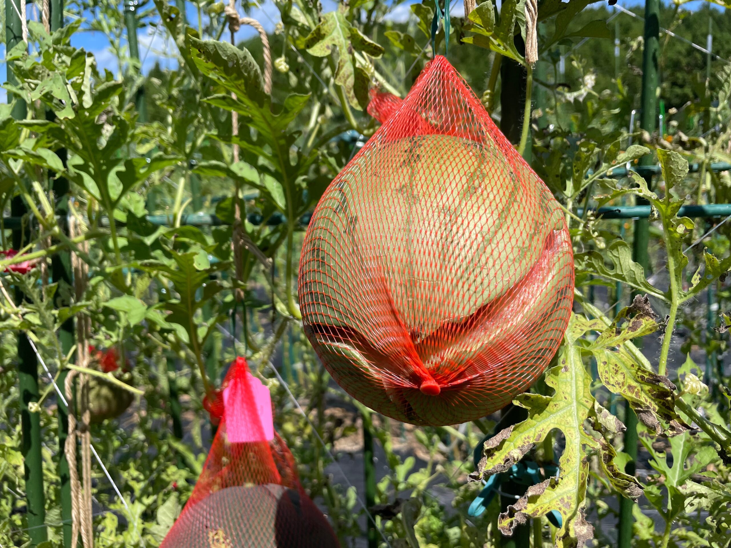 秋野菜の苗作り続けています。