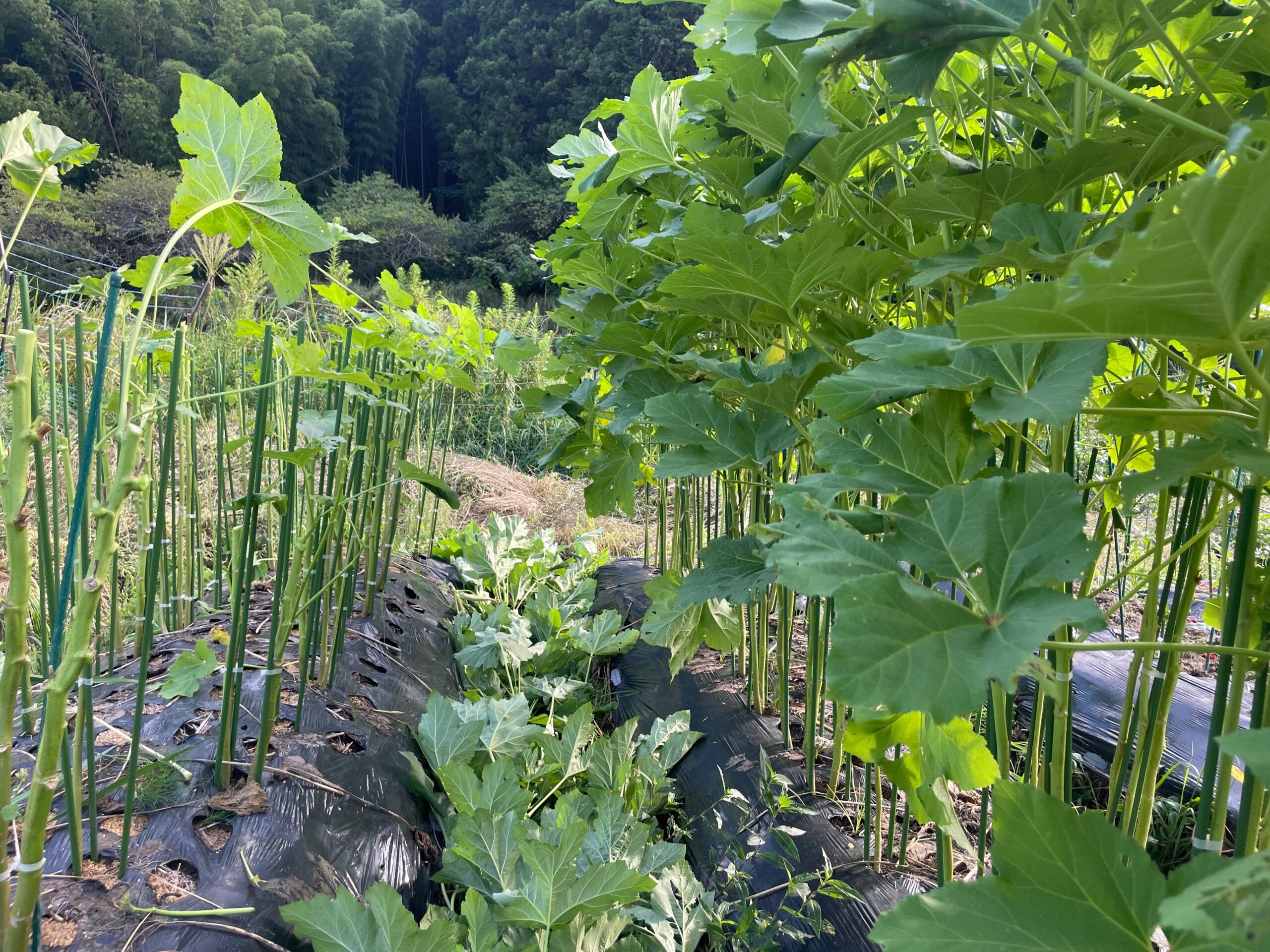 丸オクラが伸びすぎてしまったので思い切って剪定します。