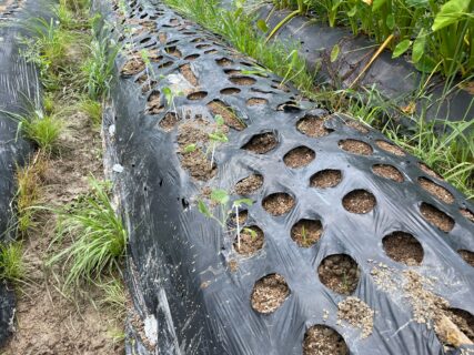 茎ブロッコリーと芽キャベツも定植しました。