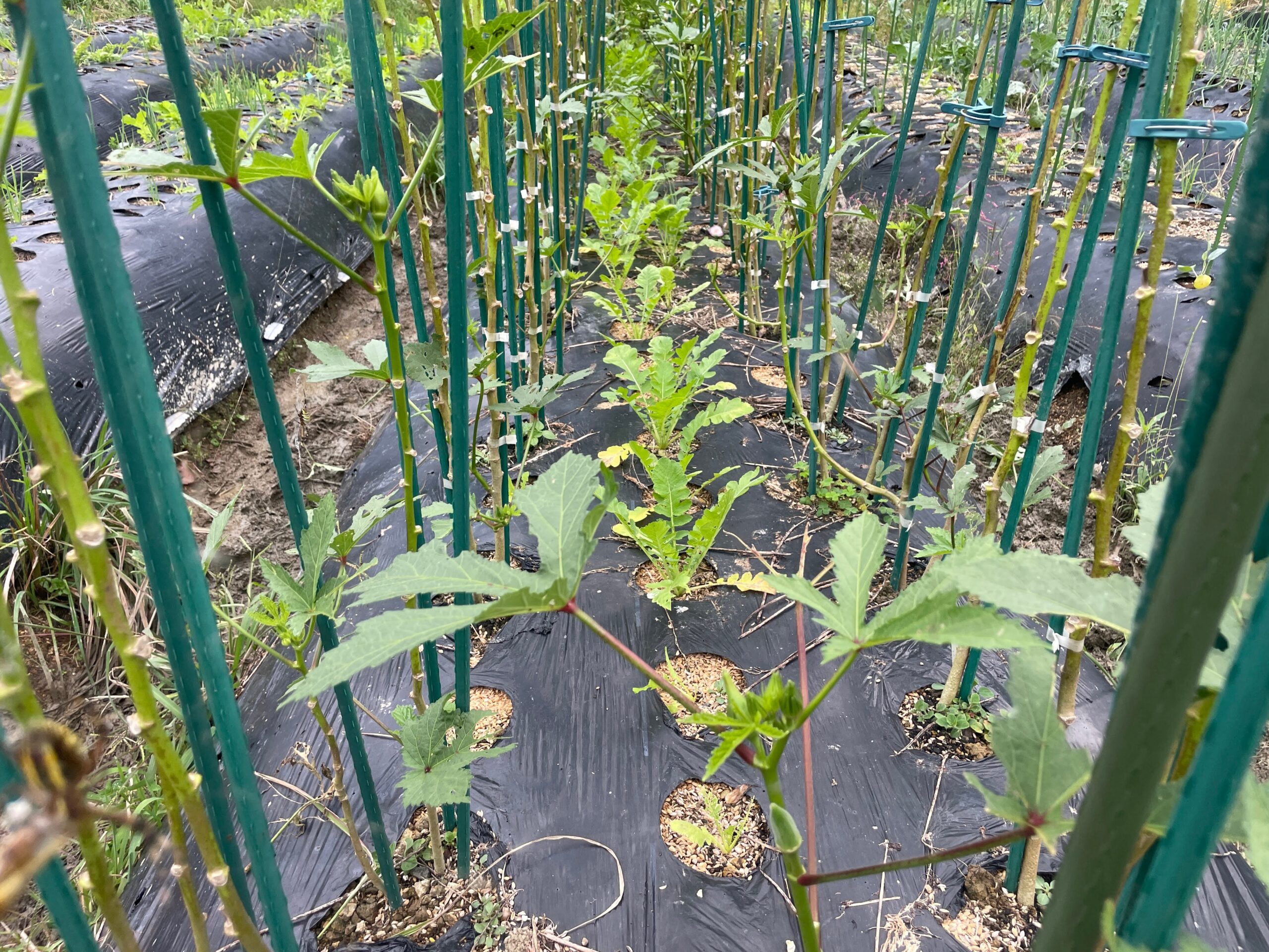 秋冬野菜も成長してきました。