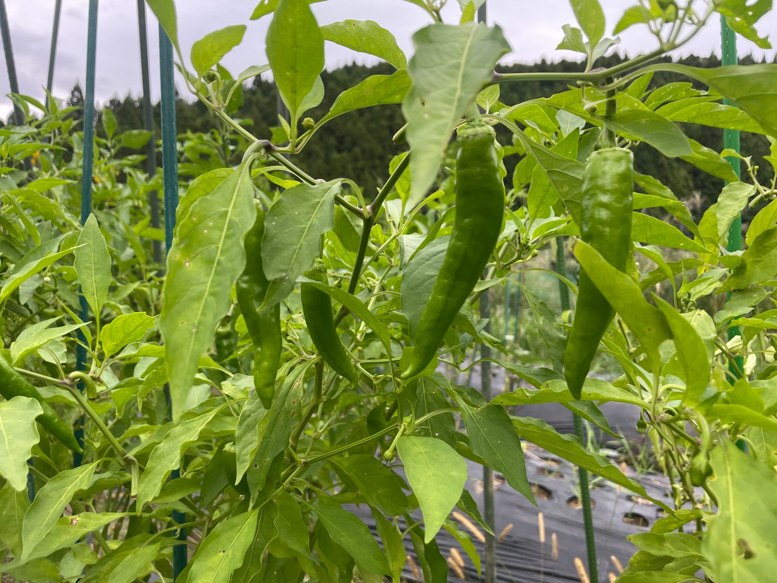 まだ夏野菜の収穫が続いています。